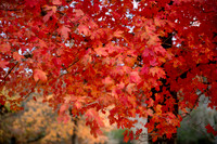 Lost Maples State Natural Area 2017-2020 (Vanderpool, TX)