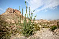 Big Bend NP (Texas) Summer 2021