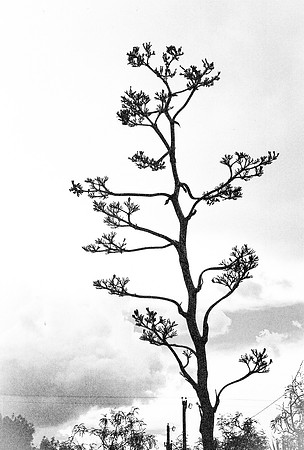 expired film