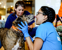 Banfield/Austin Pets Alive 9-2-17